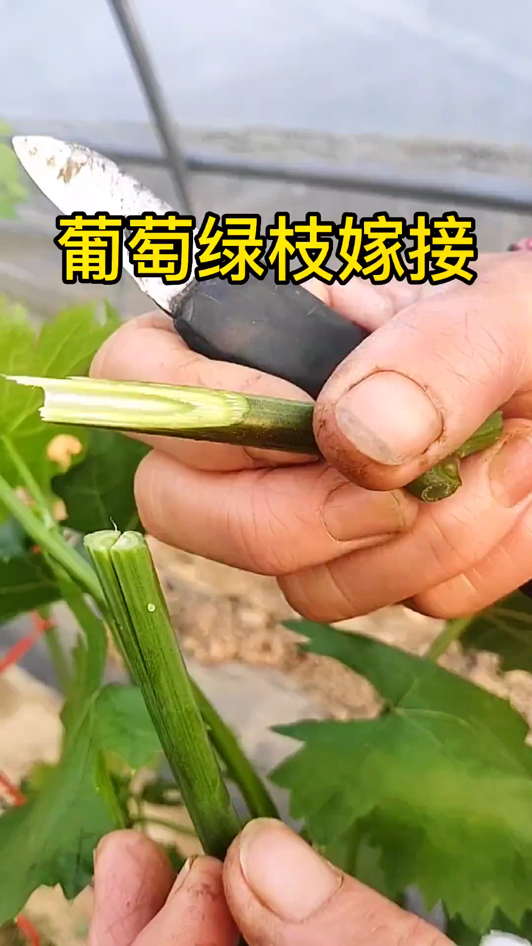 葡萄嫁接葡萄大树改接葡萄老园改造