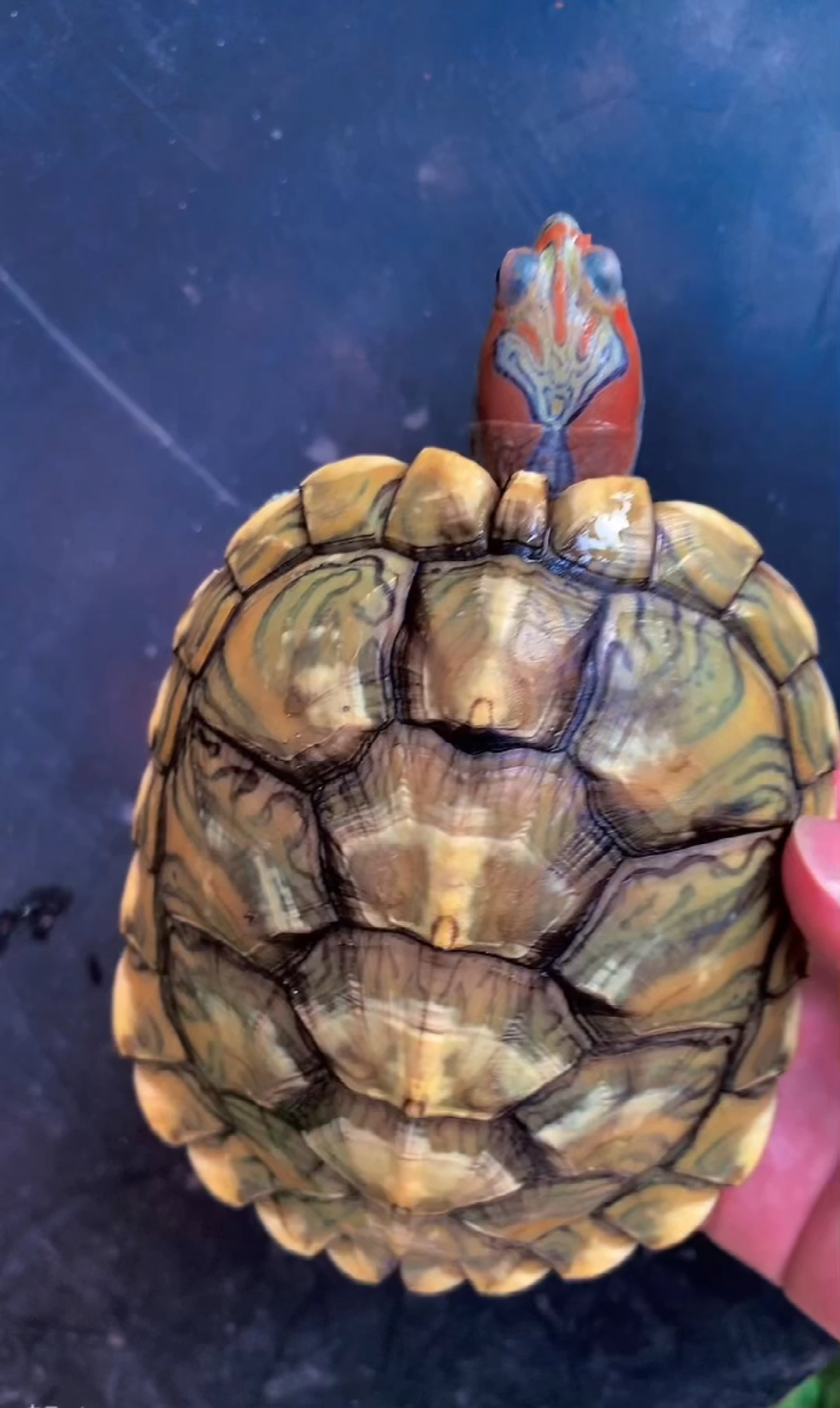 孔雀明王!今天给大家分享一下!-度小视