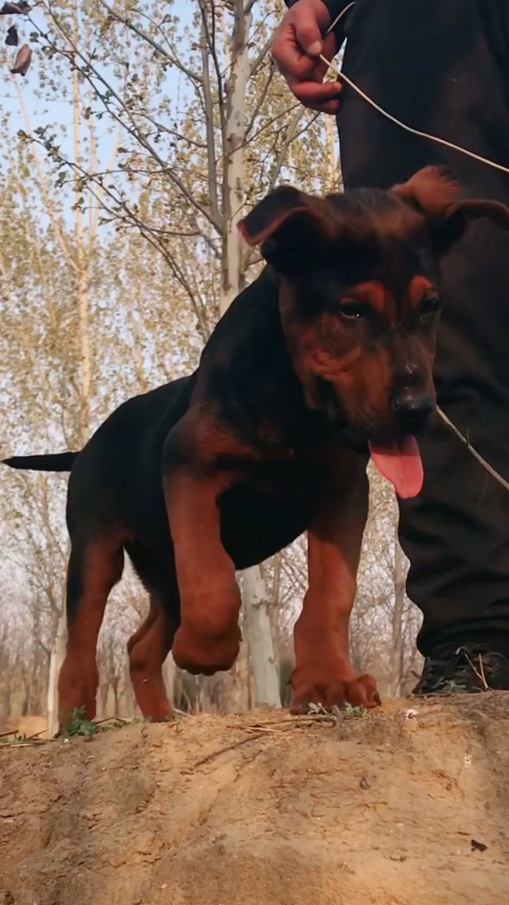 萊州紅犬萊州紅犬小狗圖片走一波