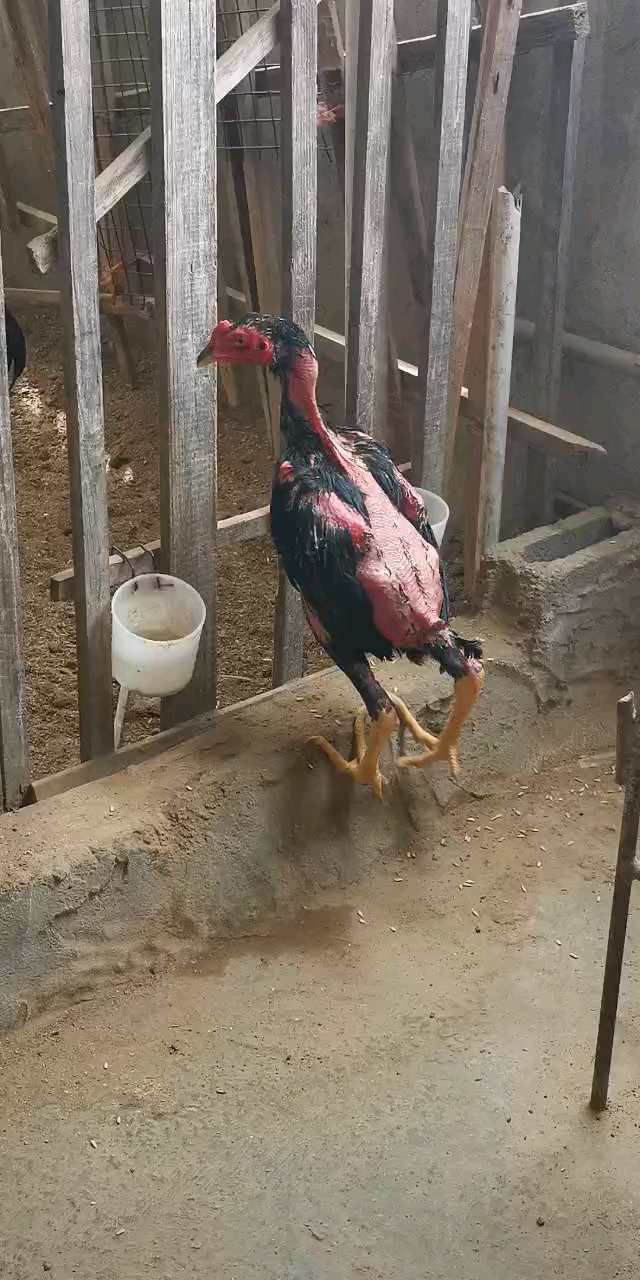 越南西贡斗鸡#高质量越南西贡血统鸡娃