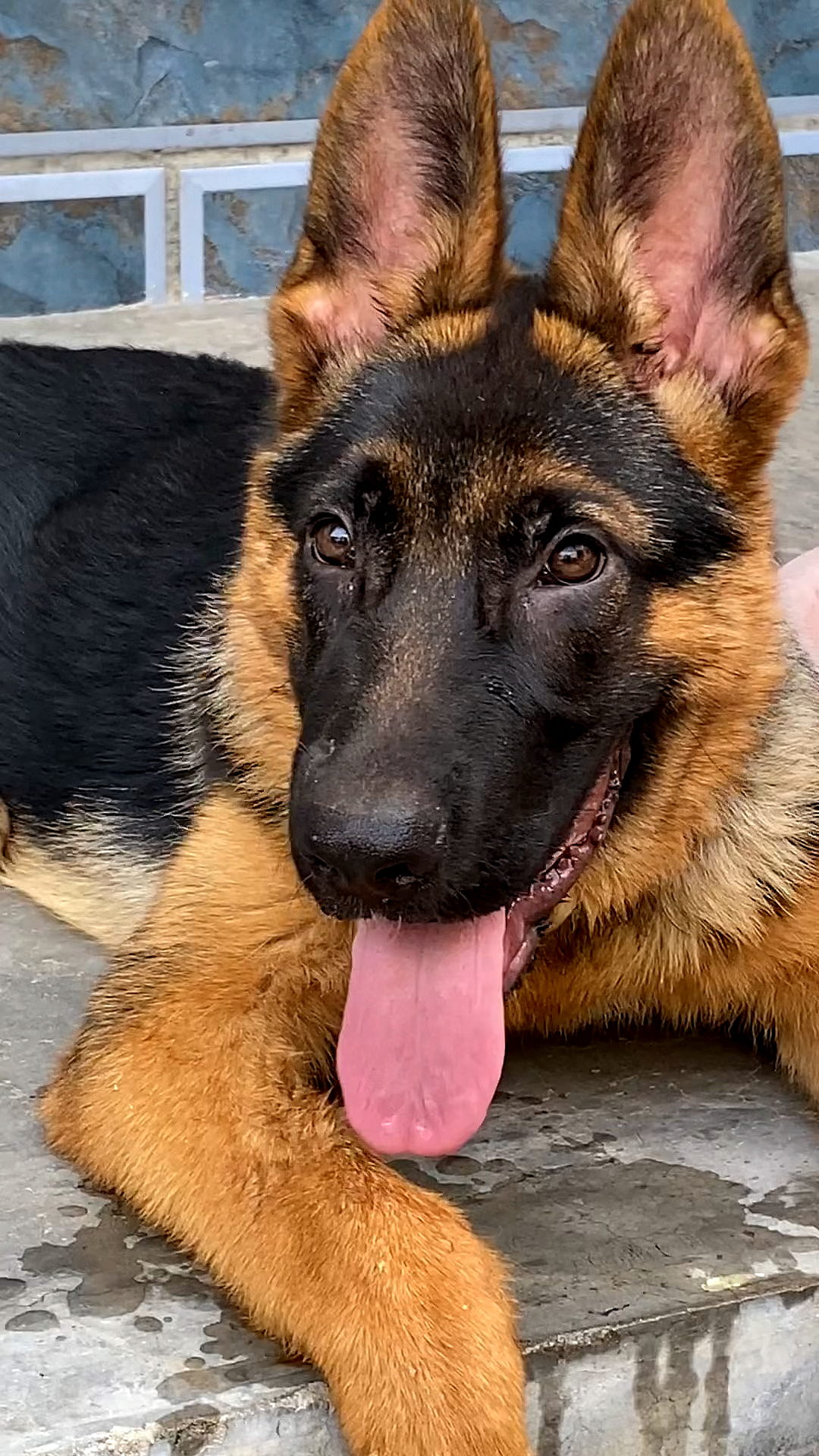 四个多月德牧犬耳朵立的真标准啊!