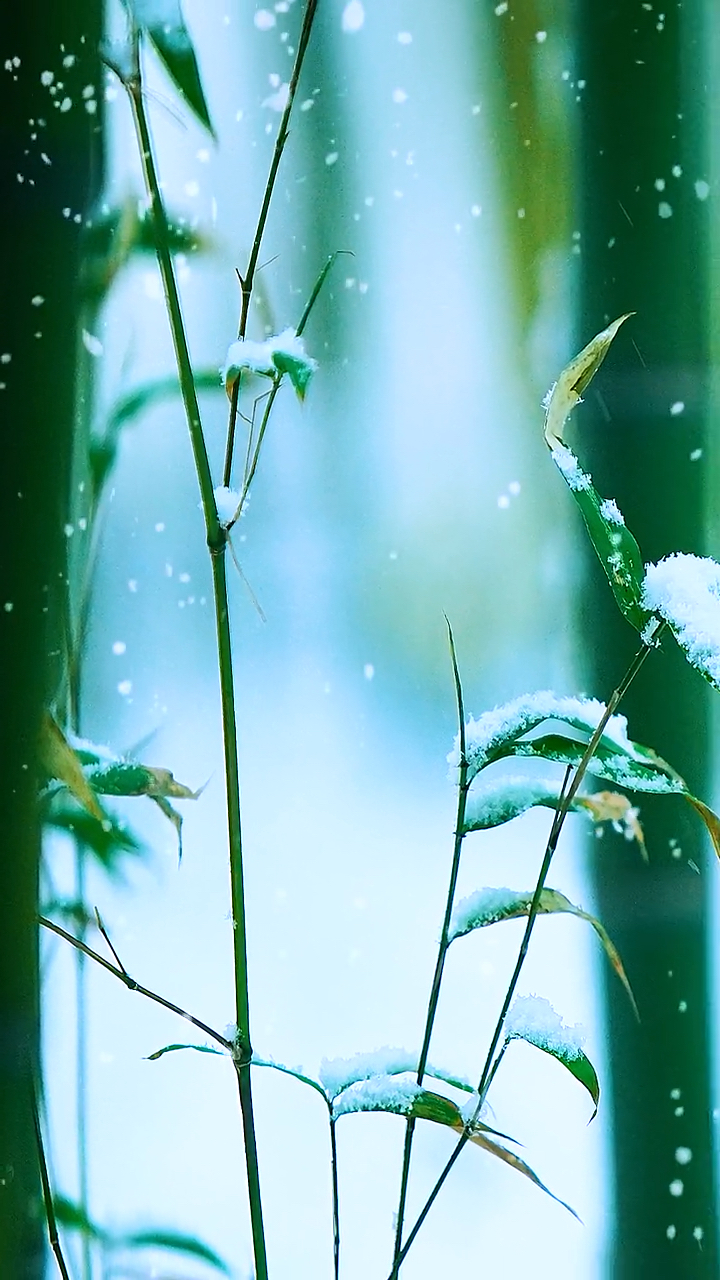 愿做冬之竹,终日伴雪中.一生醉清雅,白头也多情#雪#竹