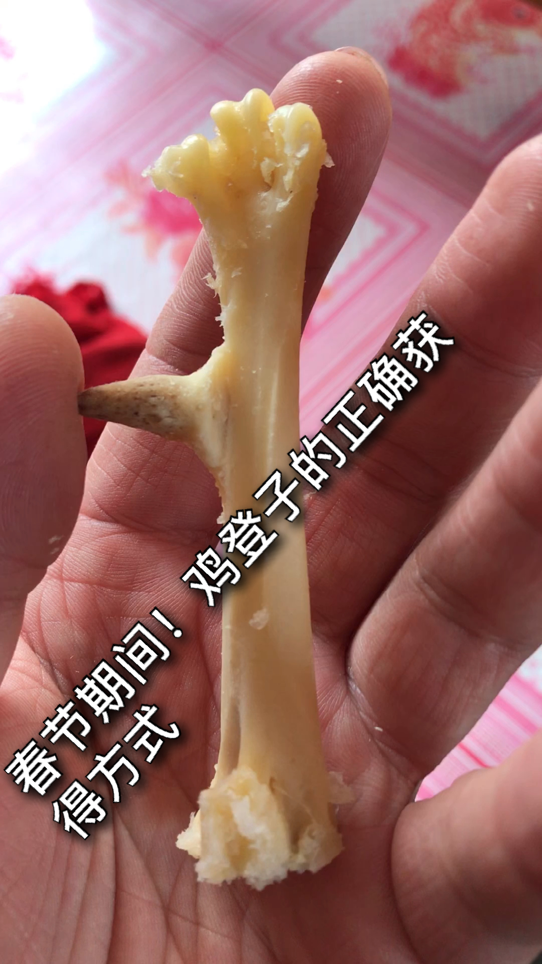 春节期间!鸡登子的正确获得方式