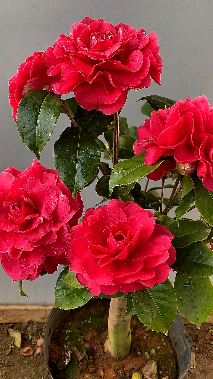 茶花一年开几次花(四季抱茎海棠茶花一年开几次花)