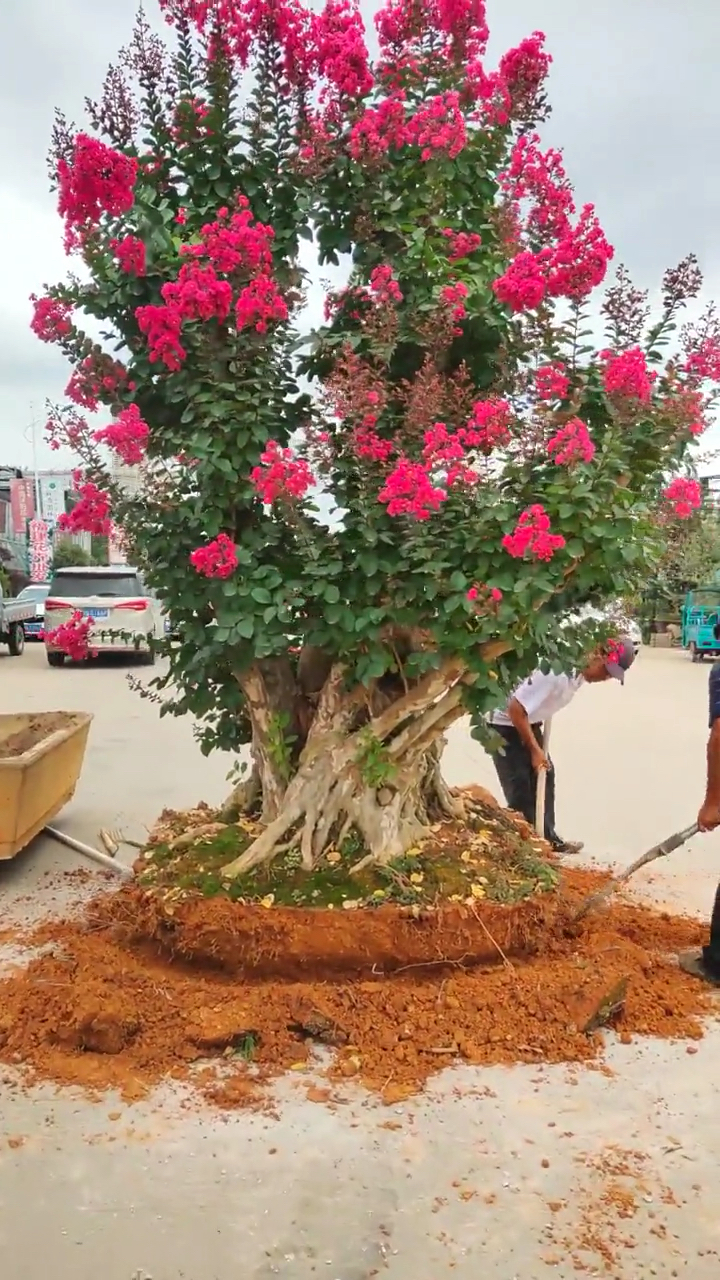 百年紫薇老桩盆景!