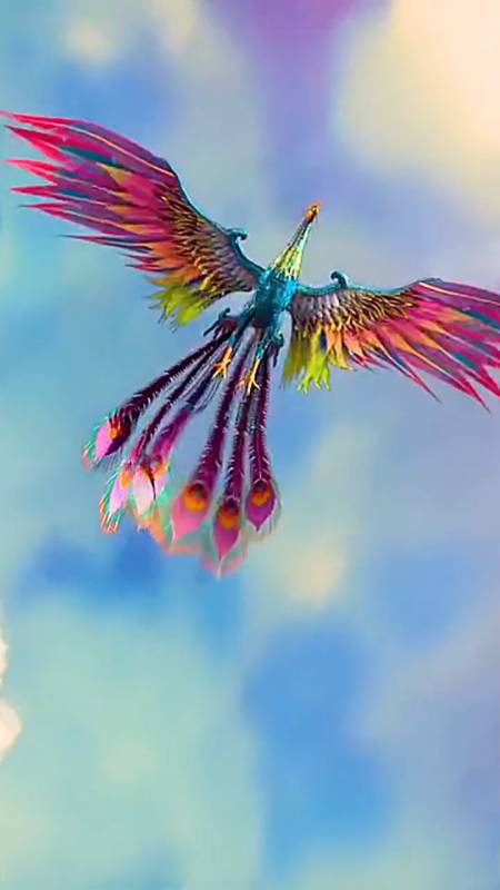 大自然美景#世界上为什么有孔雀,却没有凤凰?-度小视