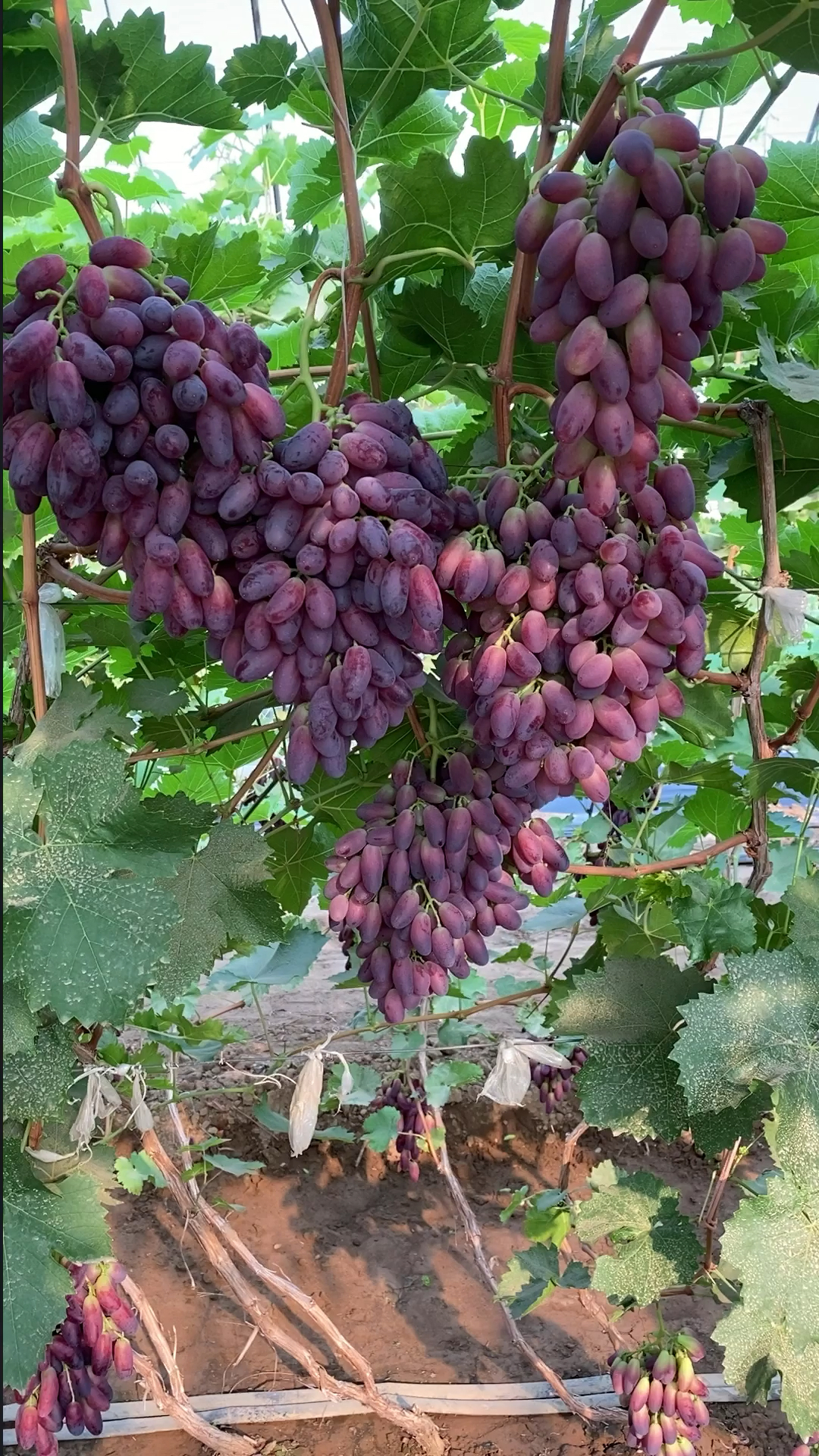 新沙尔葡萄好管理易丰产