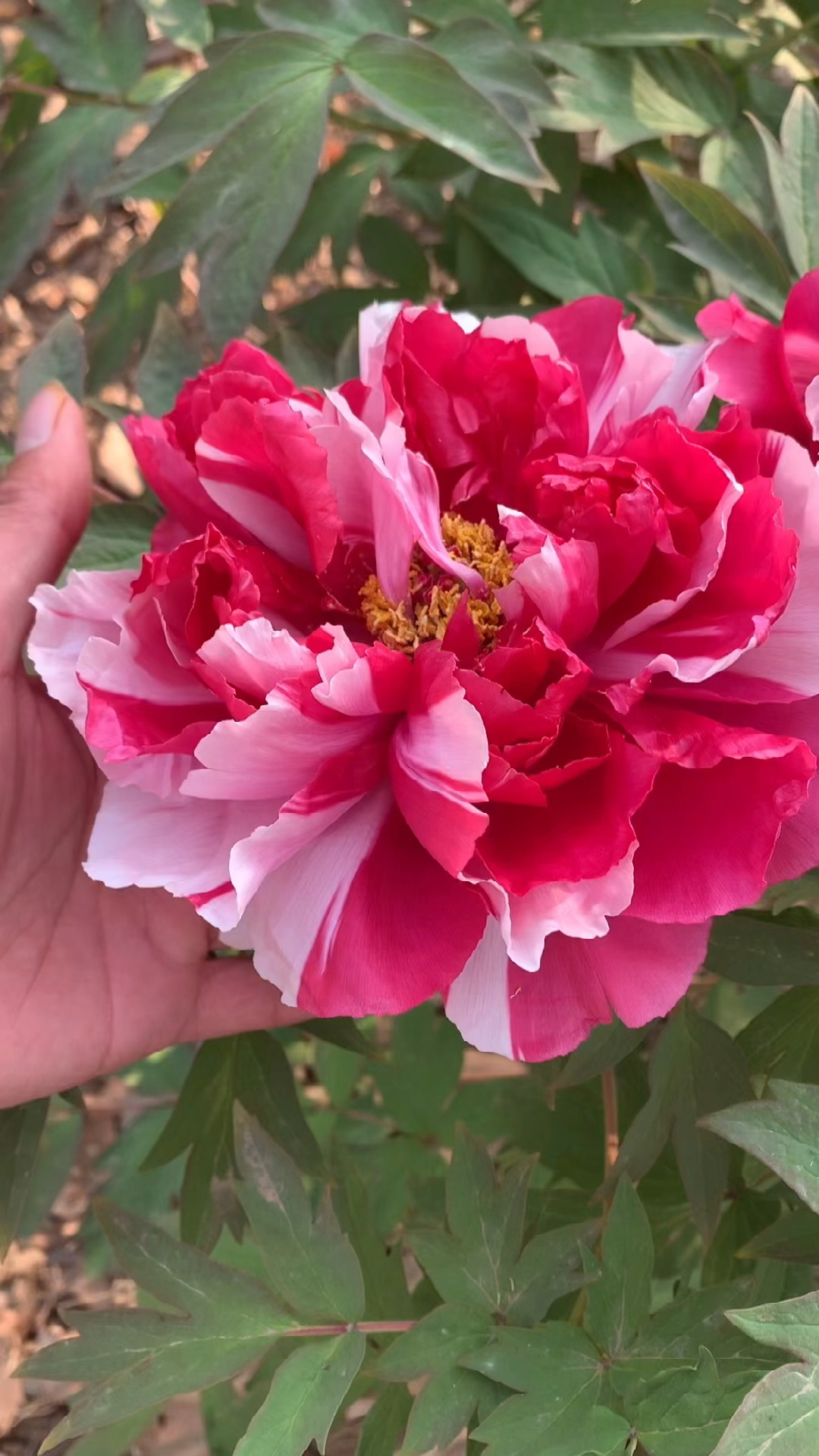 牡丹岛锦一花两色