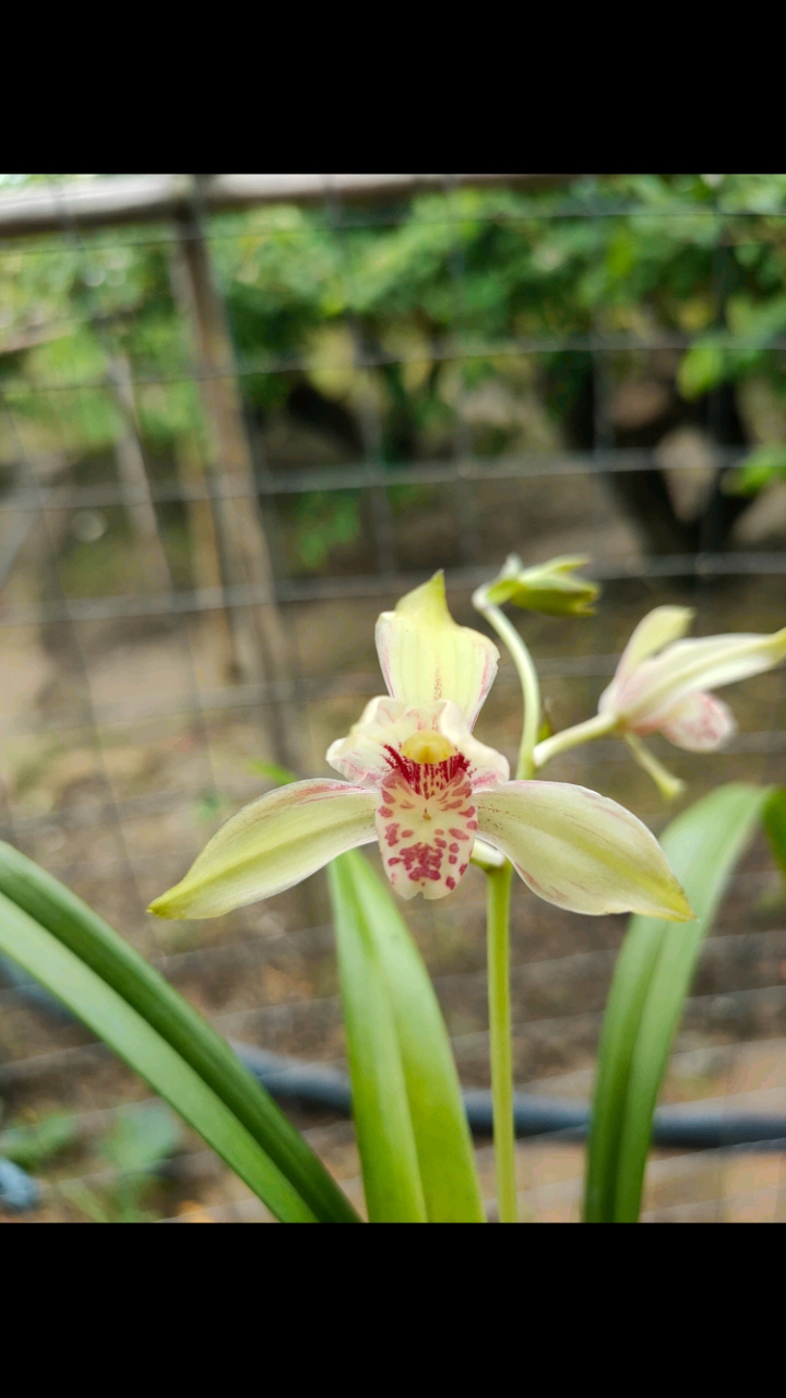 鹤山彩荷#建兰#兰花#闽众兰花