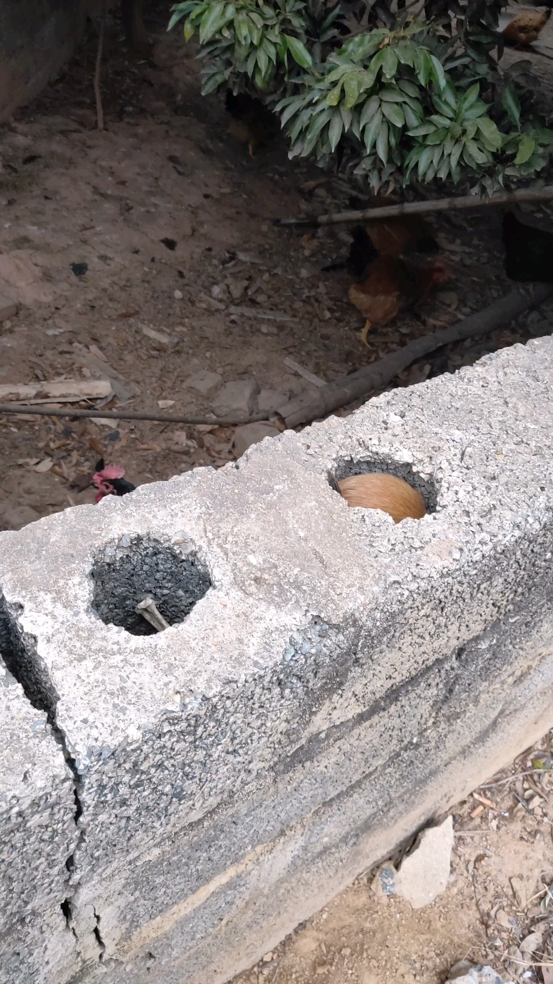 这是黄鼠狼的洞口吗?