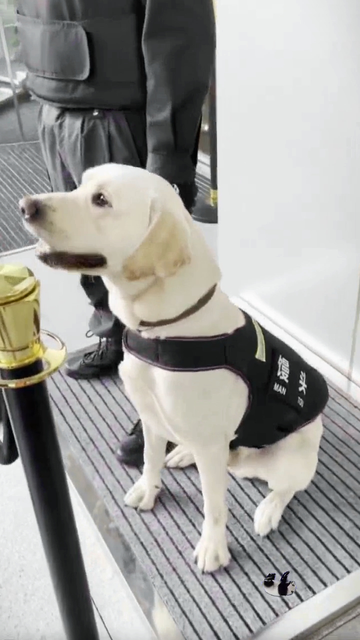 馒头警犬威武,哈哈哈!#拉布拉多