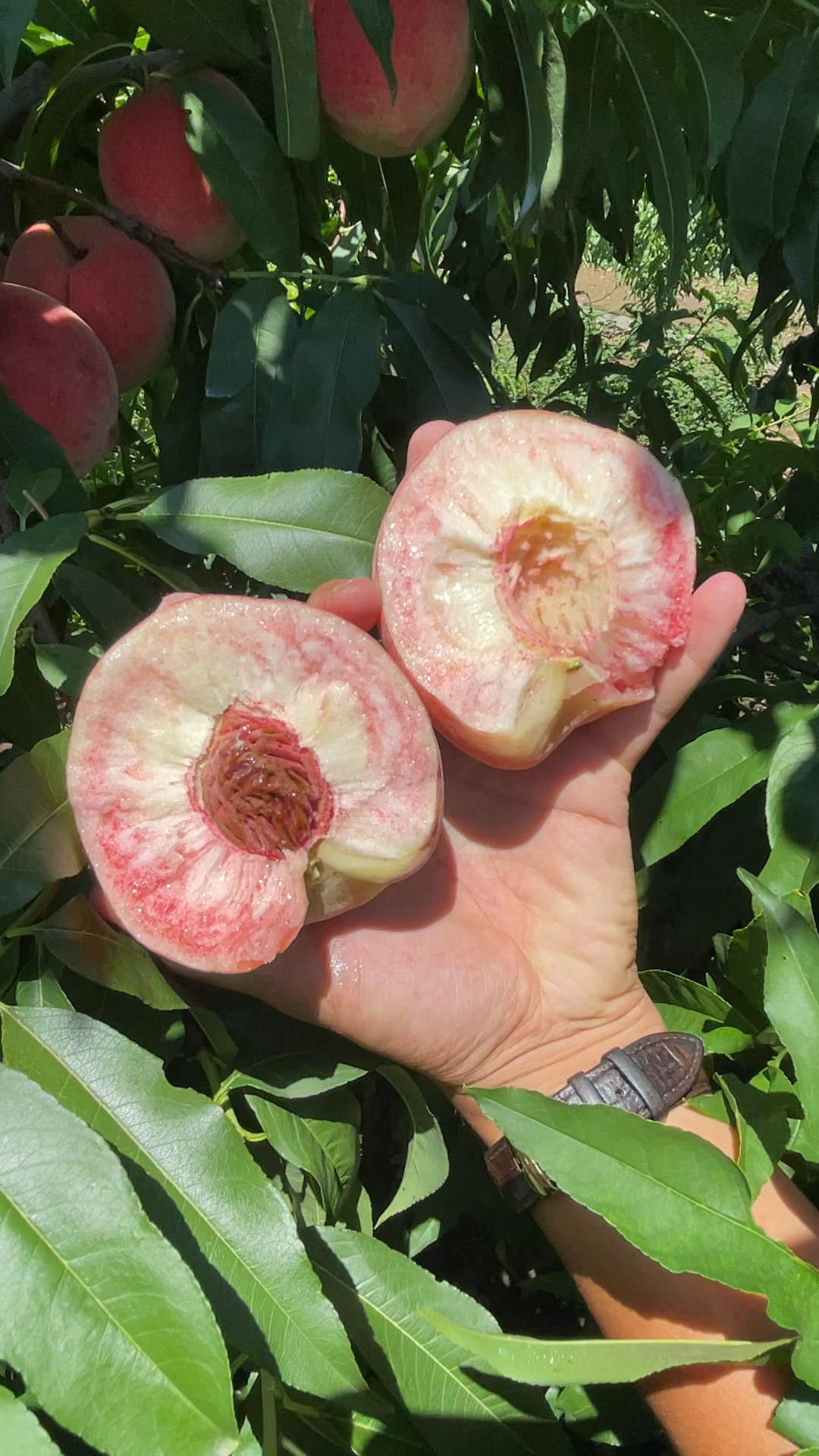 用手就能掰开的桃子,大果可以达到一斤,糖度18,7月中下旬成熟