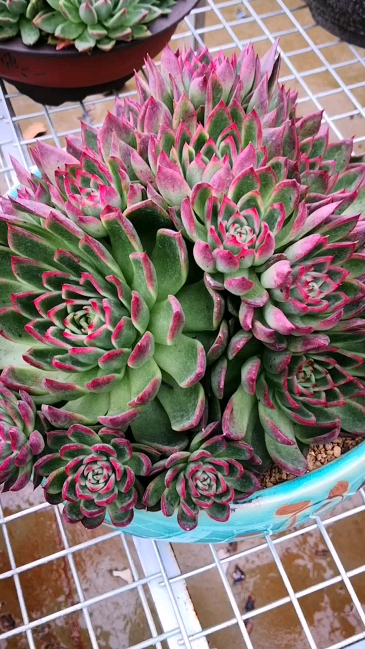 多肉植物#红东云的捧花也要变红,你心动了吗?