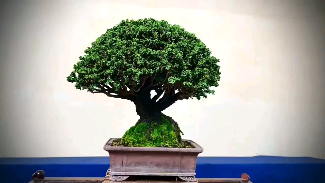 盆景#石化桧,确实贵