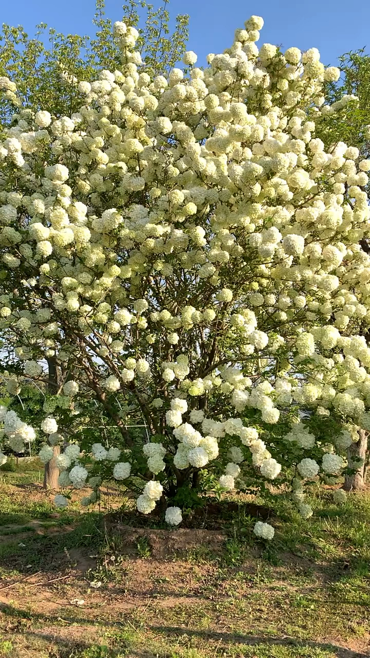 名贵花树中华木绣球,耐寒耐旱南北方都可以栽植