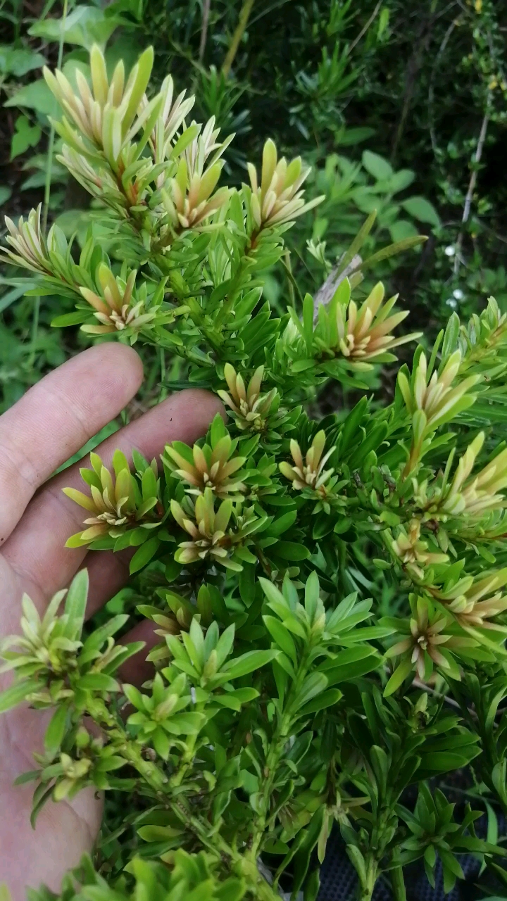 盆景#嫁接小叶红芽罗汉松