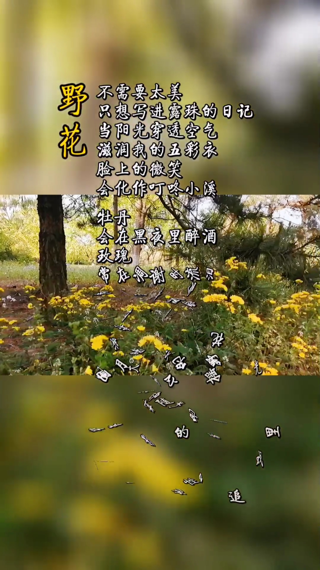 人生感悟#《野花》:不需要太美,只想写进露珠的日记