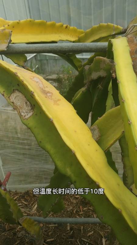 关注农业#高温对火龙果枝条的晒伤