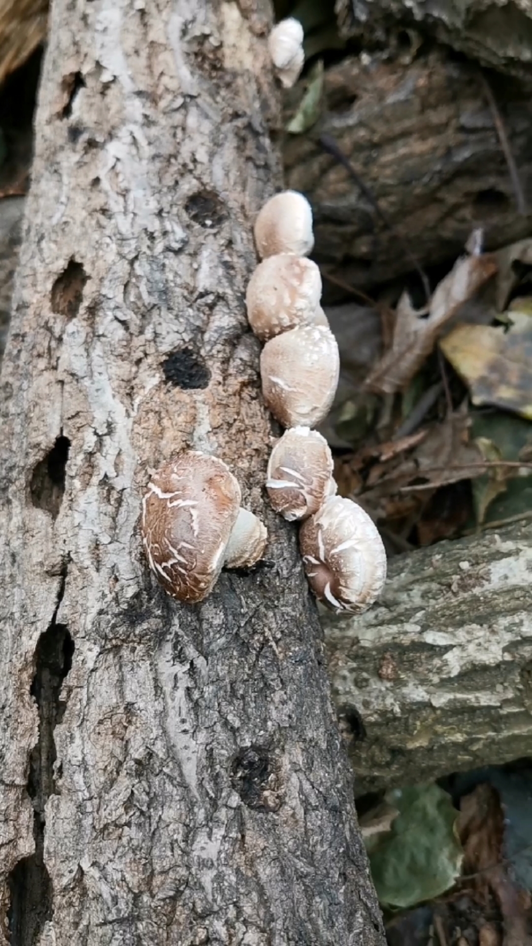 香菇长在哪里图片