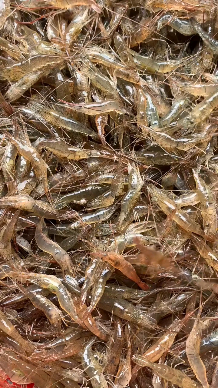 河虾种类图片