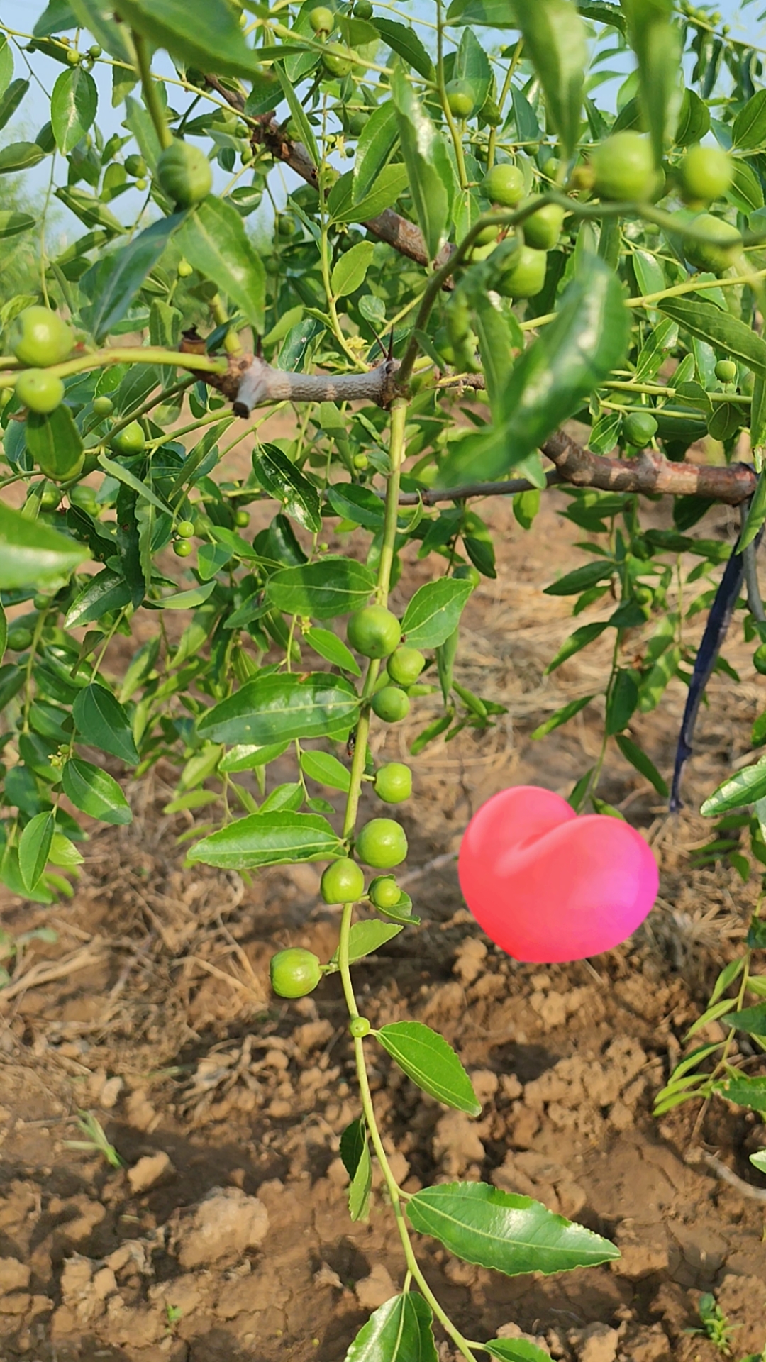 不一样的人生#蟠枣——露天的,个头也不小了