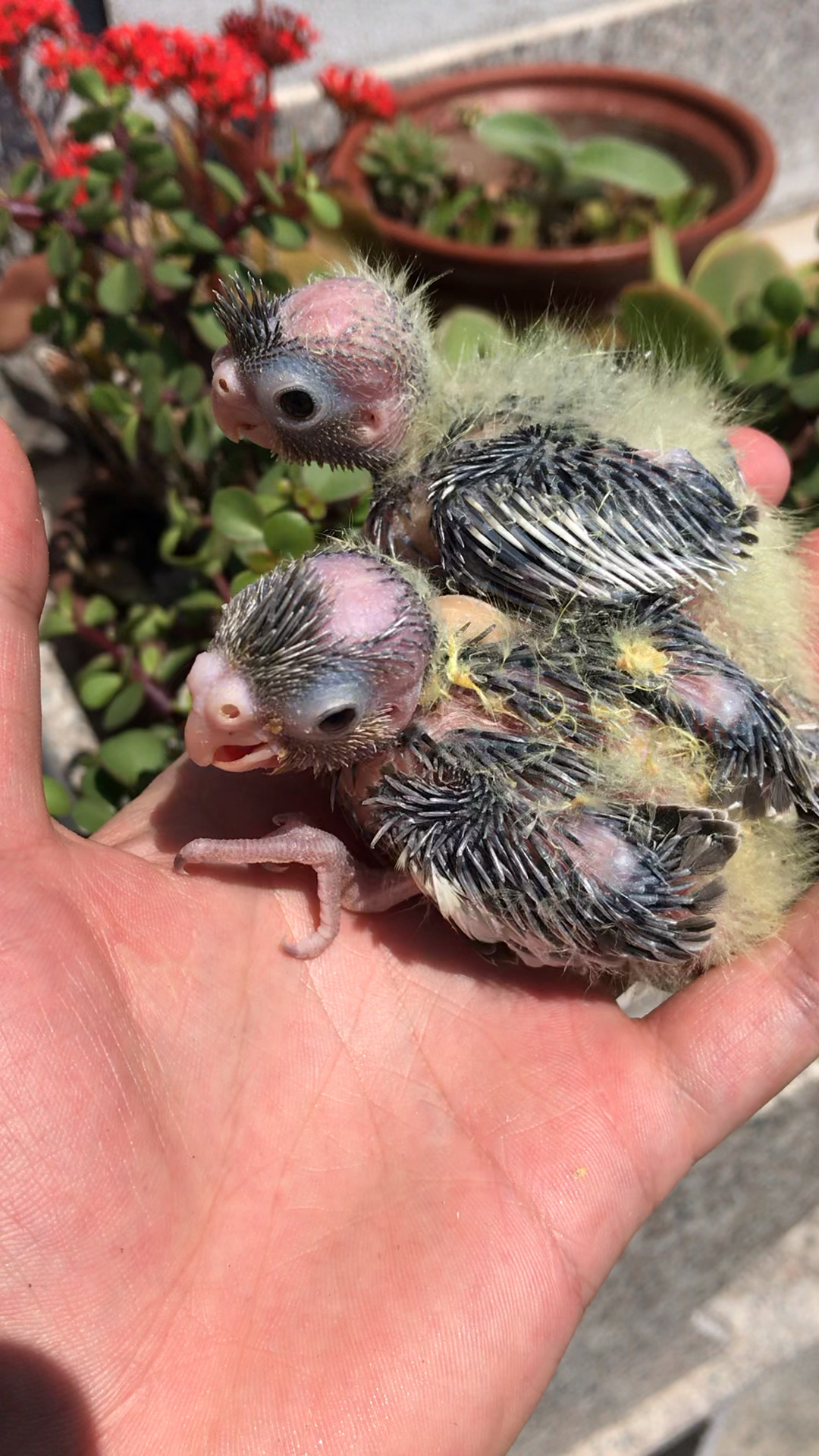 玄凤鹦鹉是可以饲养的宠物鸟这个大家放心