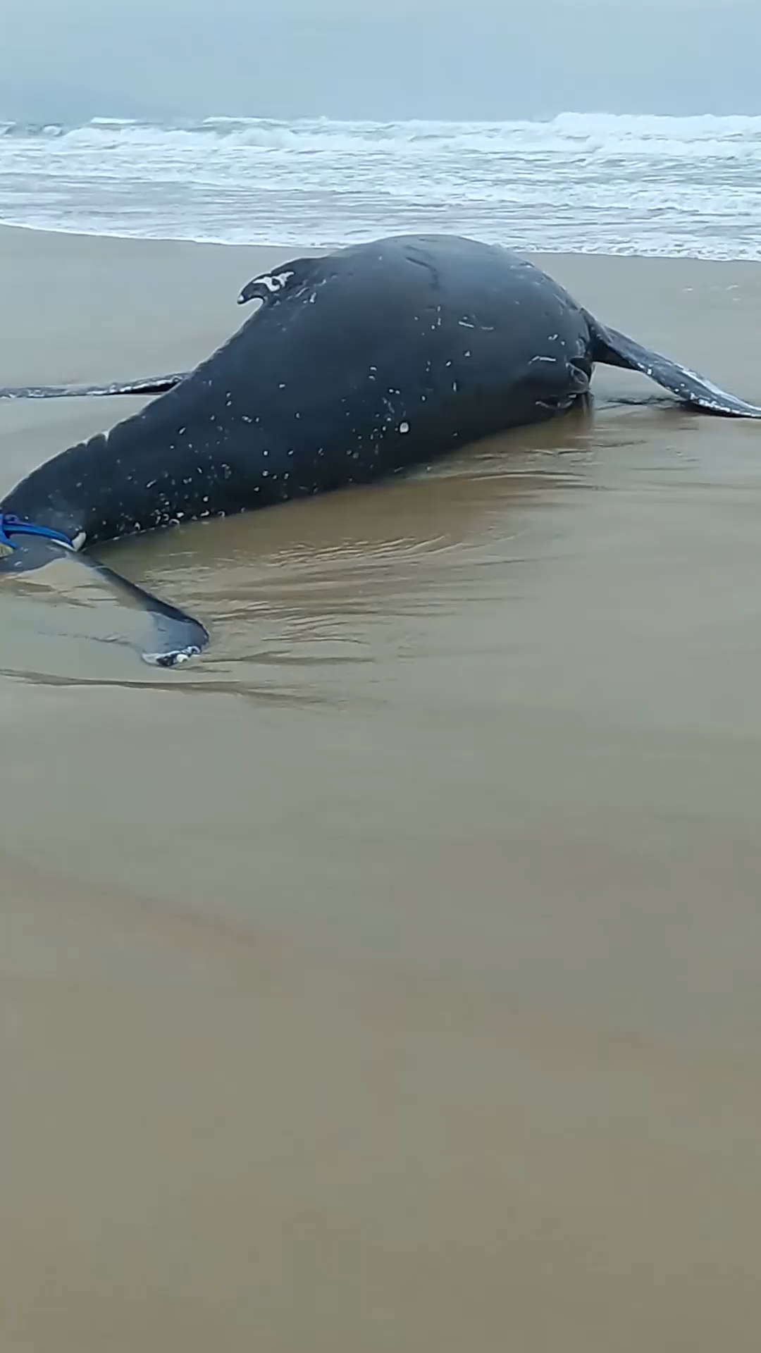 鲸鱼搁浅海洋不明原因搁浅逝去座头鲸生于海归于海