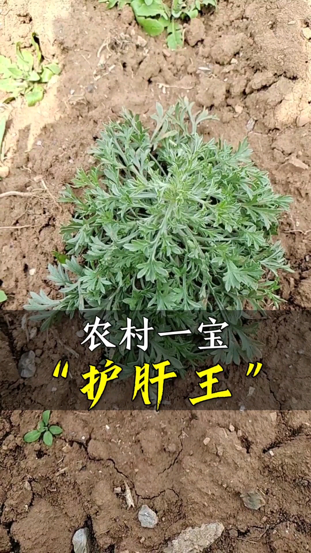 认识中草药农村一宝护肝王