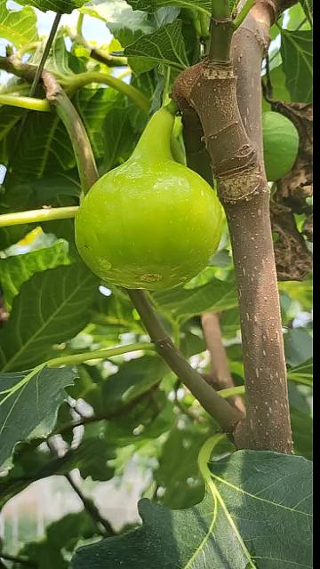 油光发亮的路易斯安金无花果口感细腻非常不错h-度小视