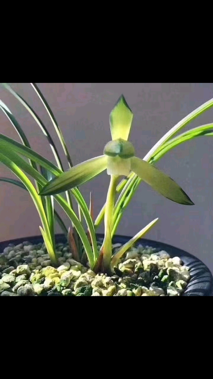 春兰双艺绿谷明月这个苗子太漂亮了高品质商品苗