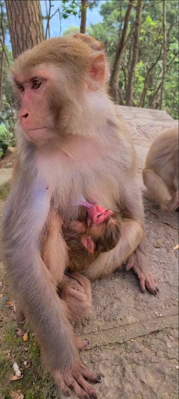 刚出生的猴宝宝,吃奶的样子好萌啊