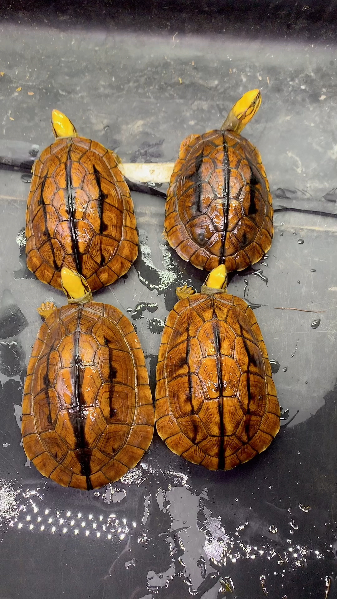 乌龟#金钱龟又名三线闭壳龟,是龟中之王,两广地区有钱人家里养宠物的