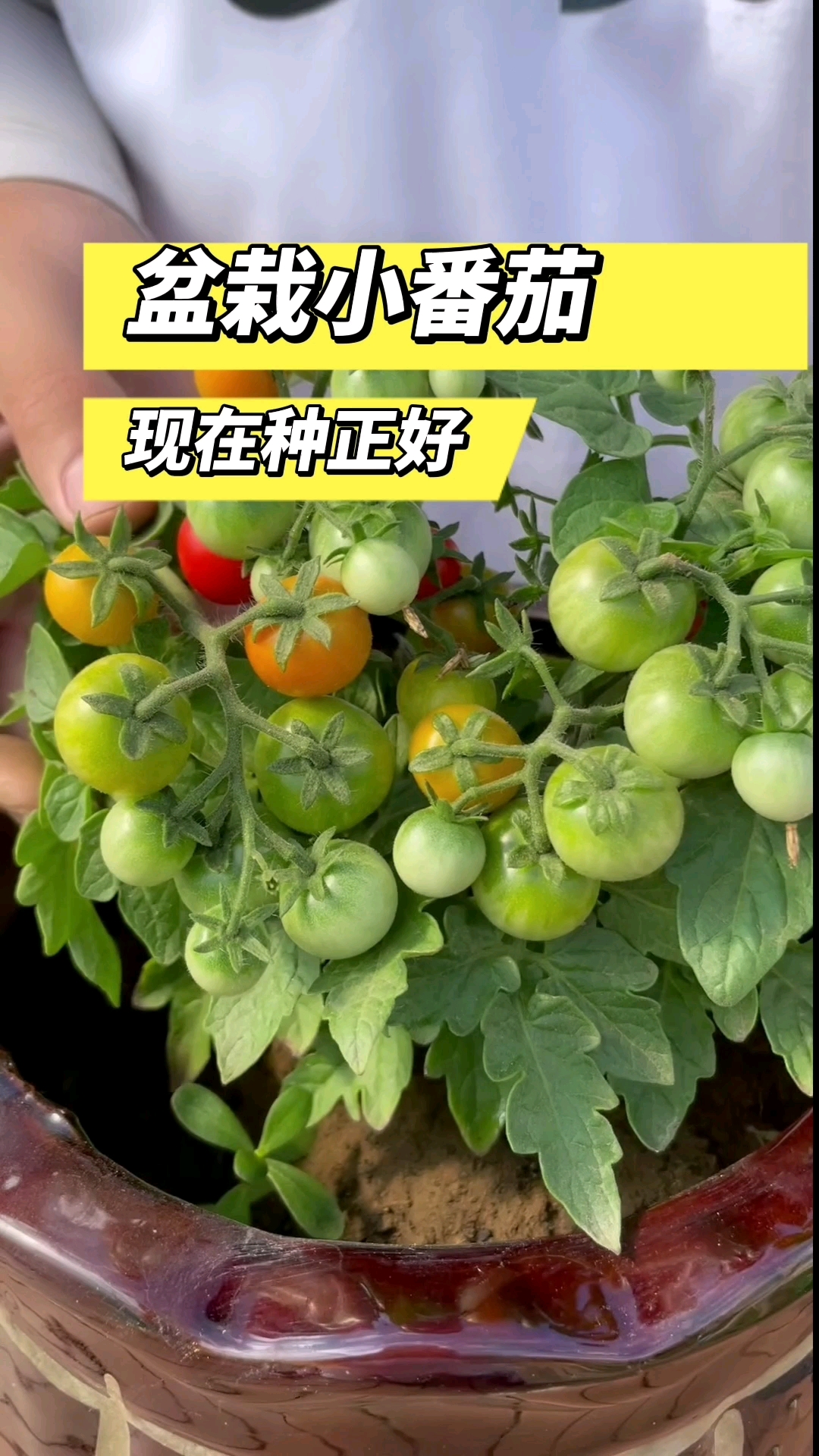 这个盆栽番茄结果期特别长又好吃又好看