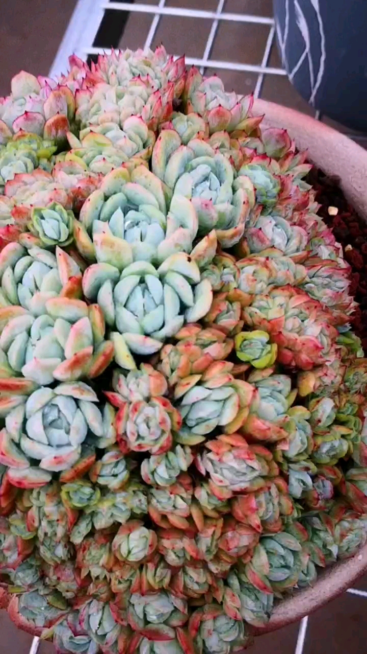 #多肉植物#双子贝瑞缀化的红是模仿不来的,因为她实在太美!-全民小视