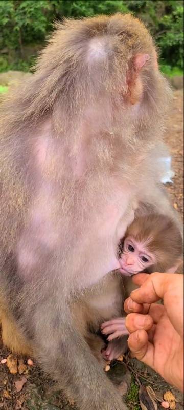 小猴子在吃奶不能摸过长时间