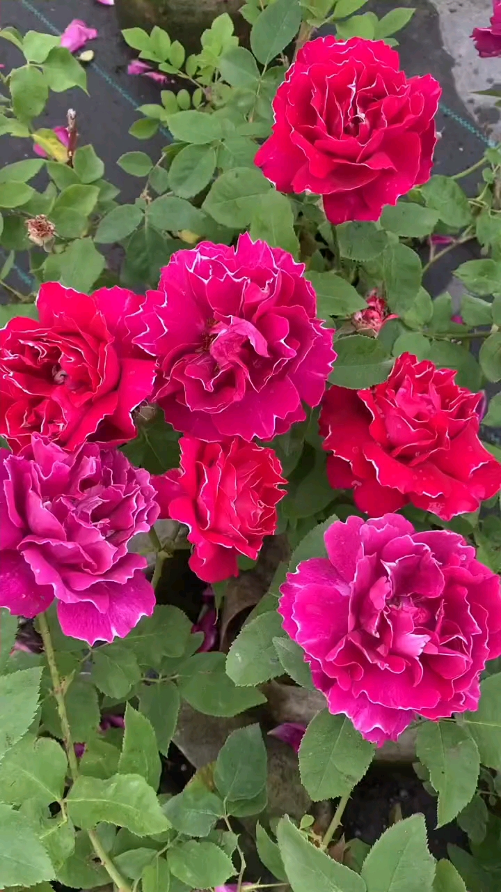 紫袍玉带四季开花浓香型花卉