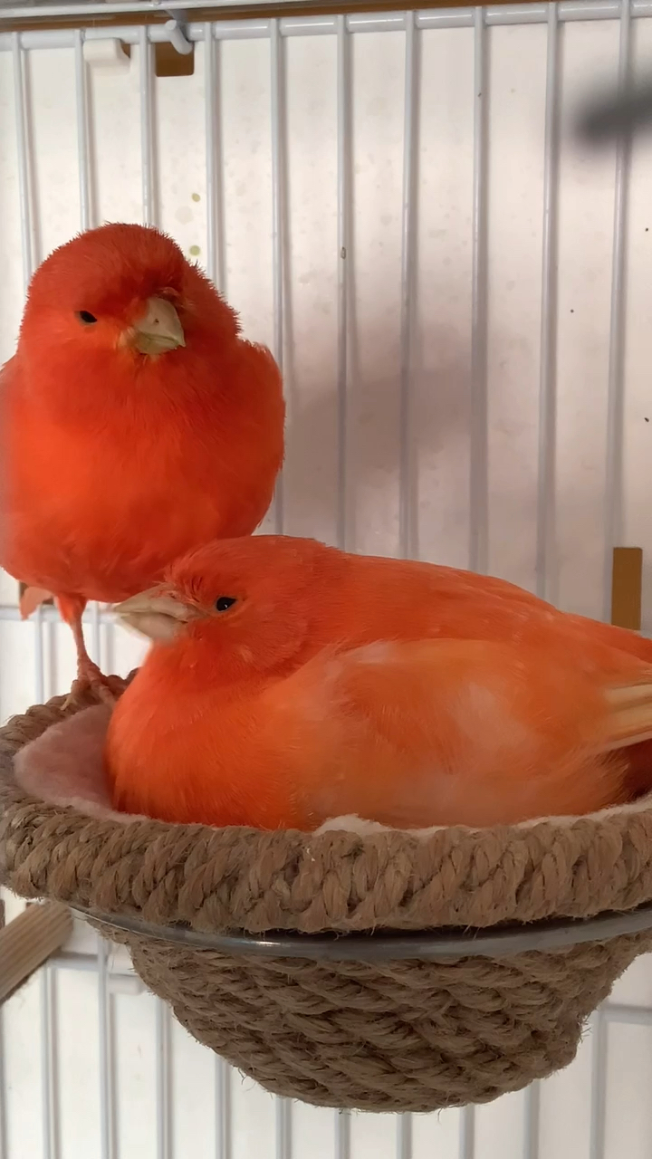 萌宠成长记#大红袍玉鸟