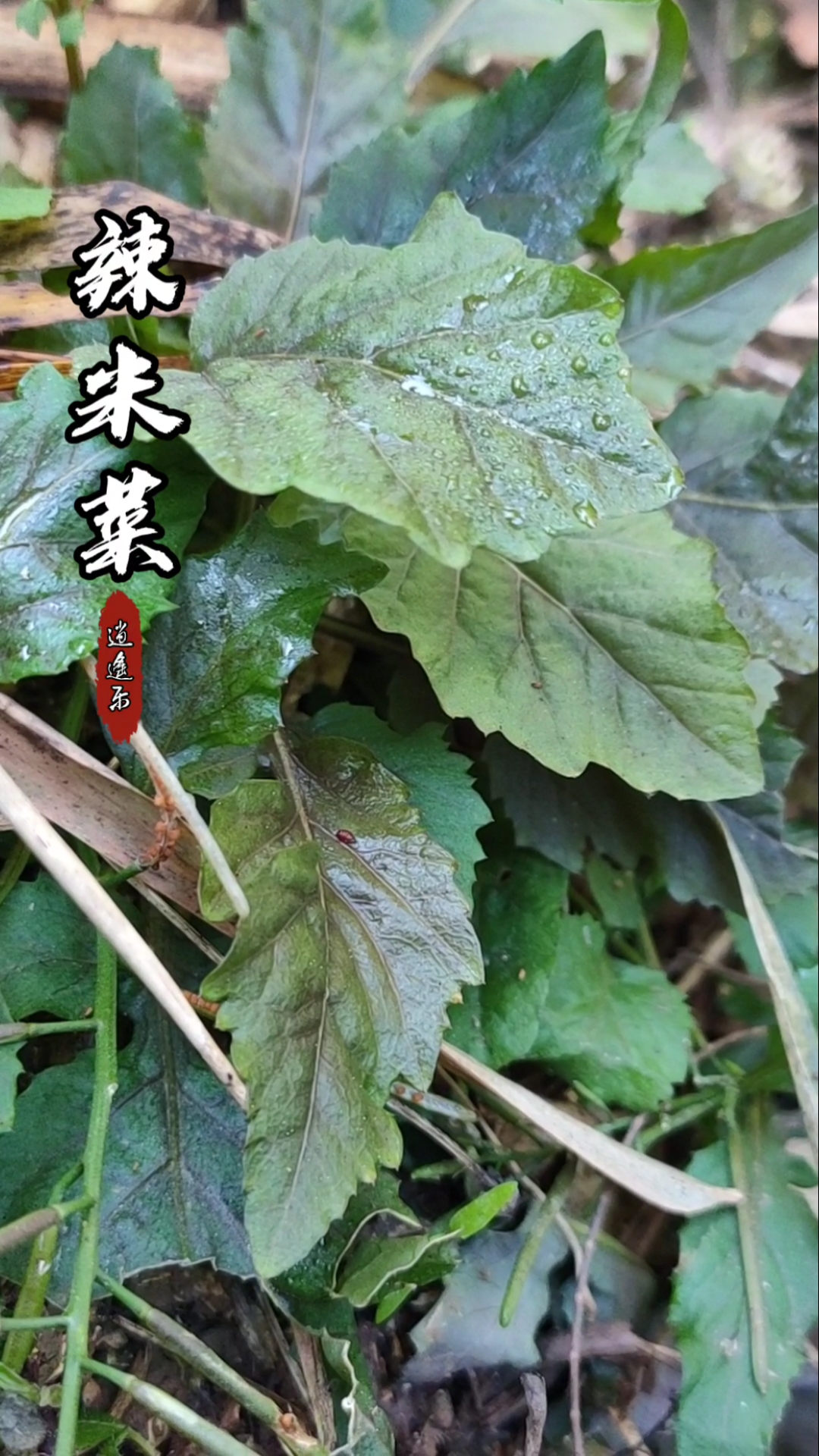 认识中草药#百草中药之辣米菜,学名:蔊菜,十字花