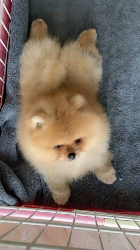 萌宠博美宝宝#爆毛博美犬小体博美可爱乖巧-度小视