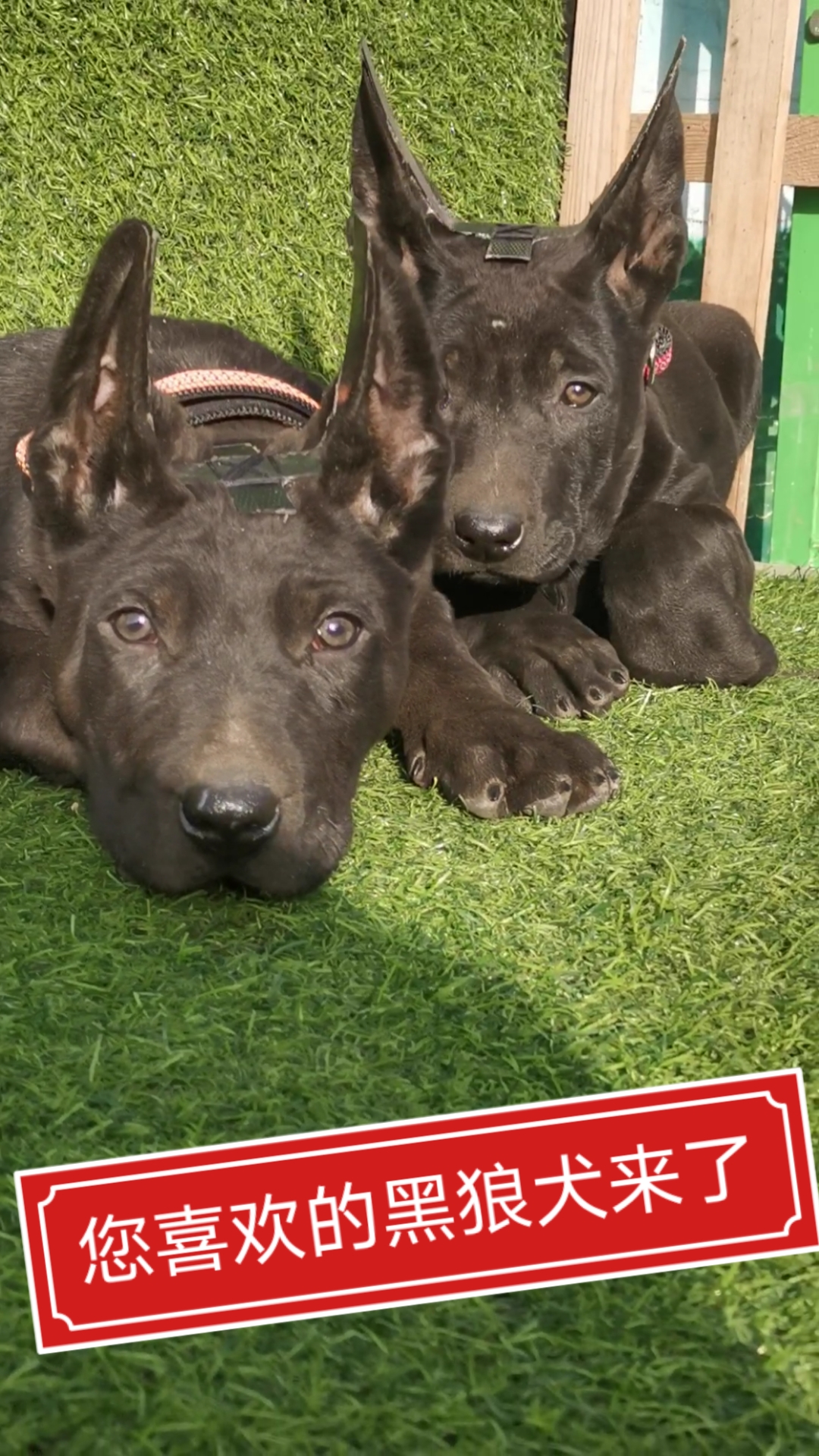 大型看家护院犬黑狼犬,体型高大威猛,通体乌黑毛色发亮,家有黑狼幸福