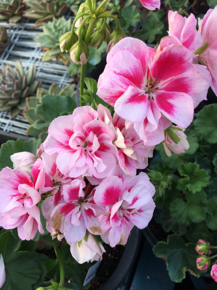 直立重瓣天竺葵,秋花也妖娆-度小视