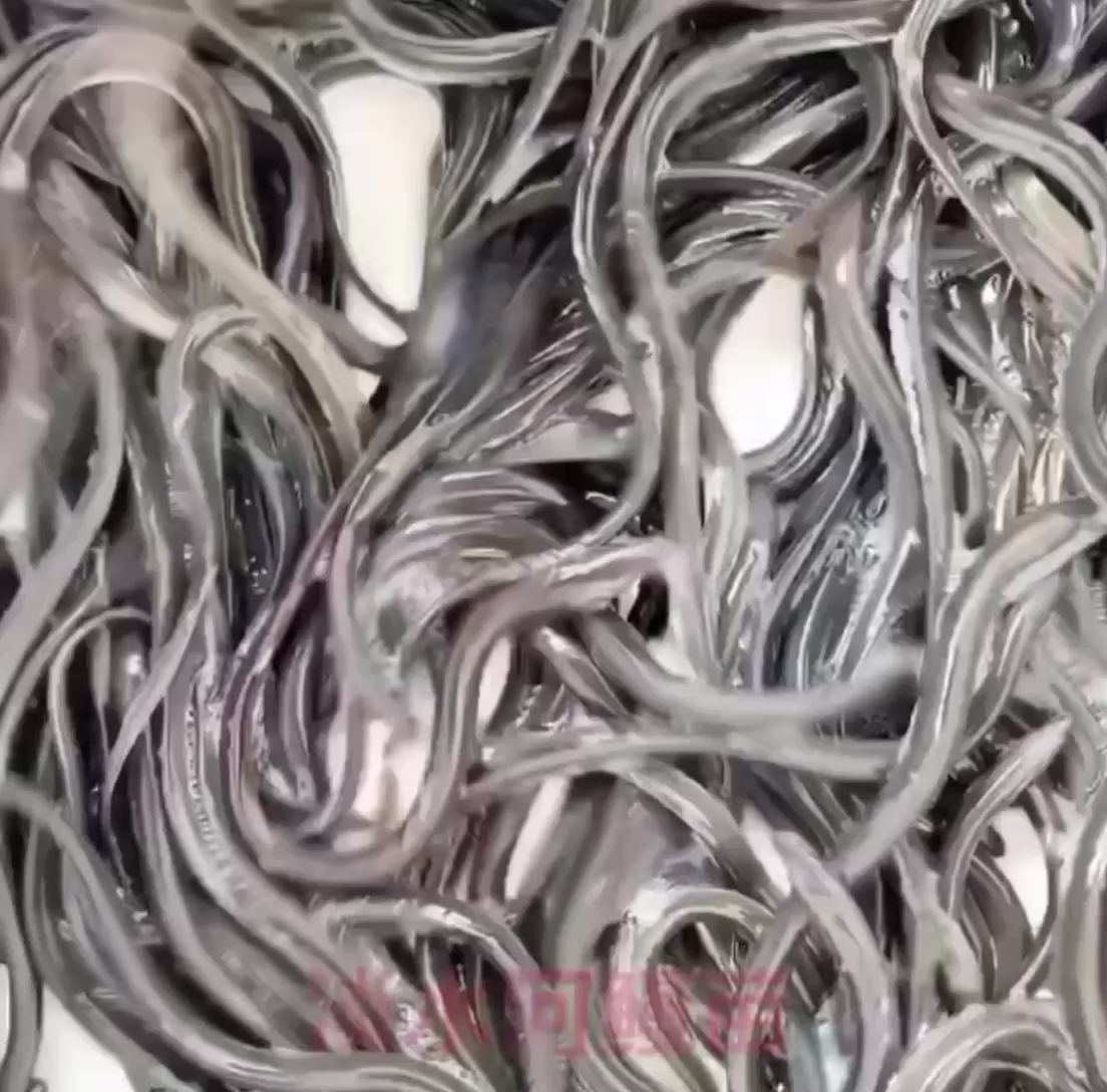 鳗鱼苗淡水养殖白鳝鱼苗白鳗苗河鳗苗大中小鱼苗欧鳗美洲鳗