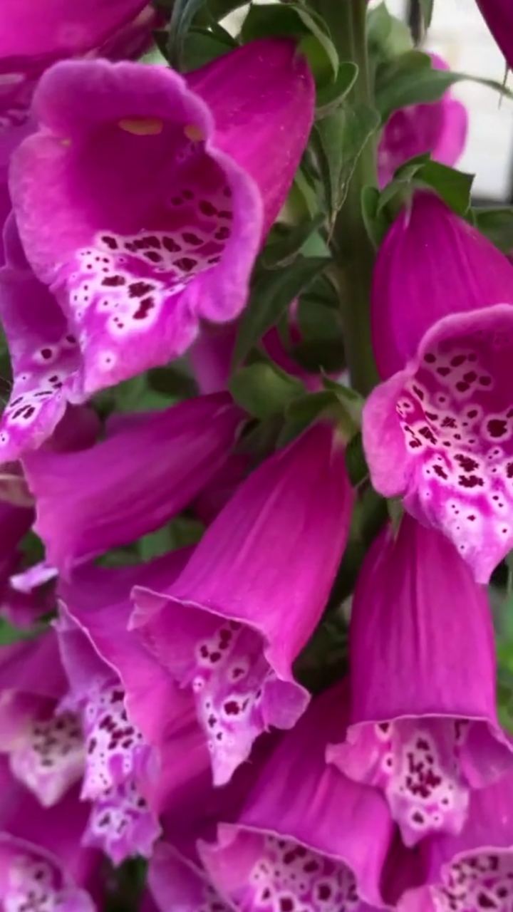 家花野花鲜花#一串串小花鈡太漂亮了