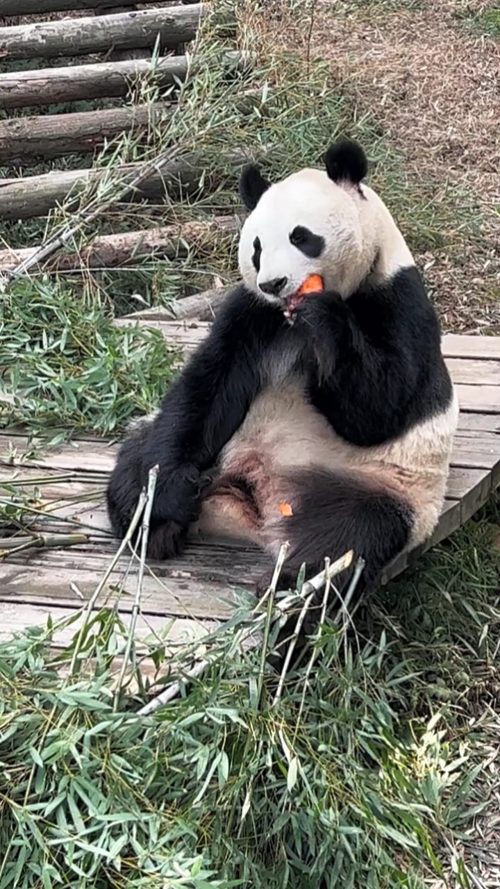 星安盘腿吃萝卜国宝大熊猫
