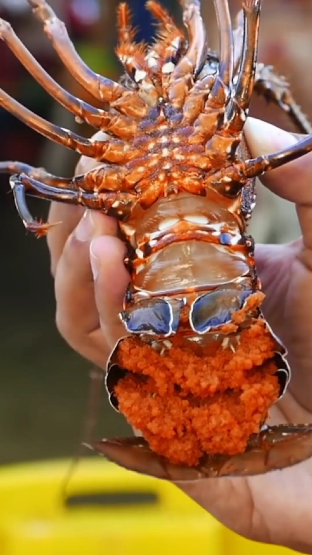 一肚子崽崽的母龙虾,恭喜你拥有了丹书铁券,把你挑出来一会去#放生