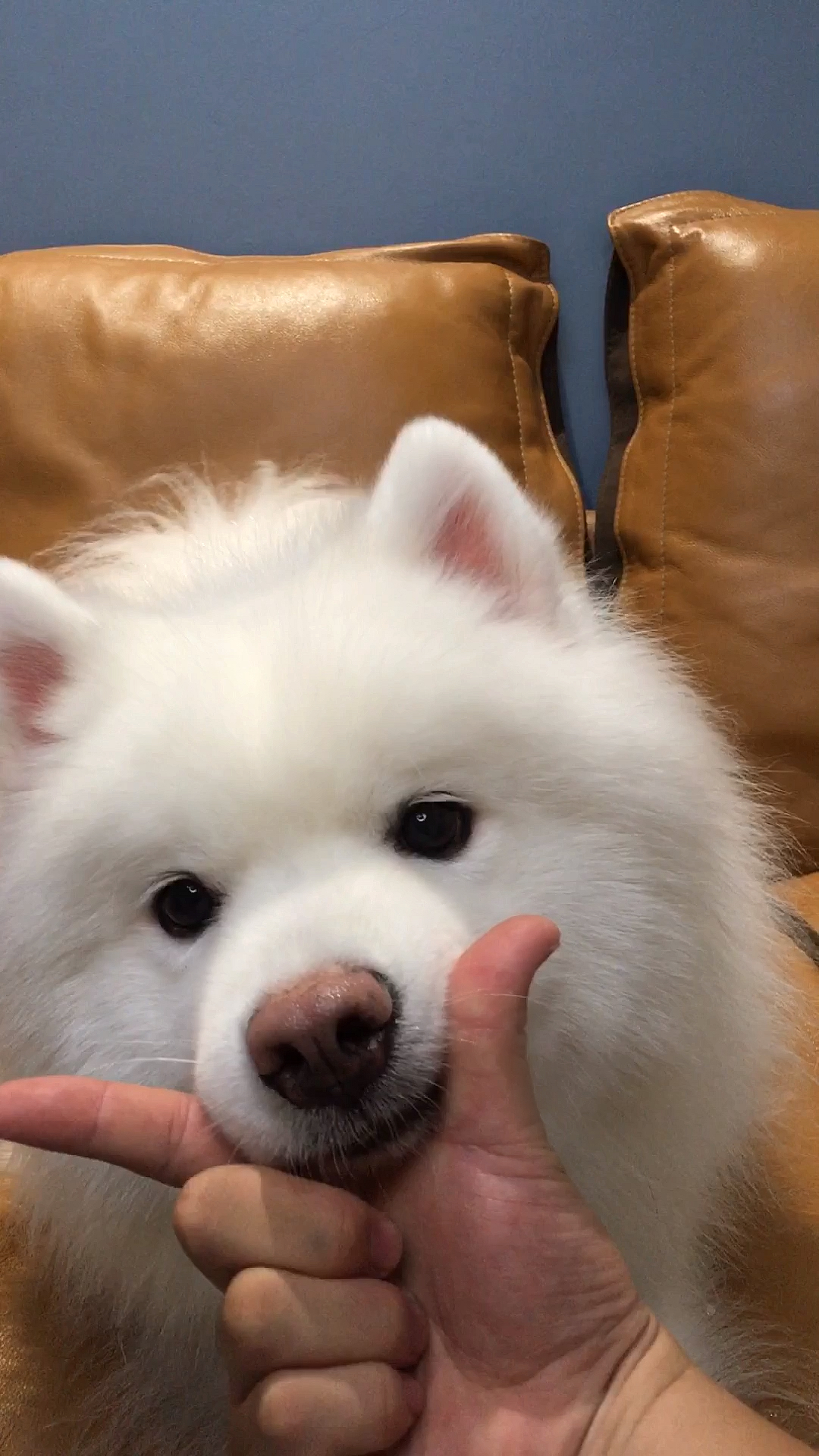 宠物最可爱的样子#会卖萌的萨摩耶