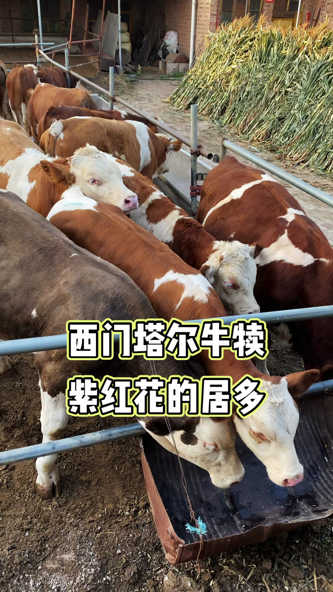 肉牛西门塔尔牛犊紫红花的居多