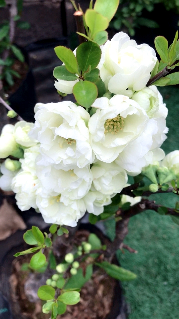 绿宝石绿海棠一直是我的最爱,花友们喜欢哪个品种的海棠花呢-度小视