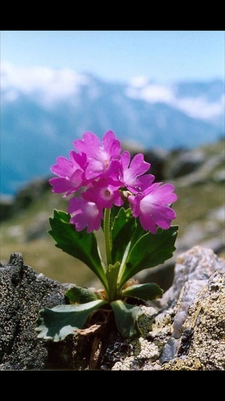 绝壁逢生,遗世独立,更显娇艳.