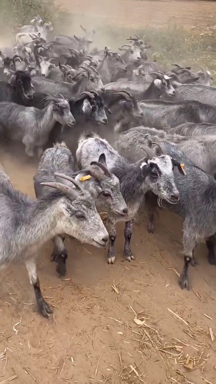 鲁西南品种,青山羊俗称狗羊